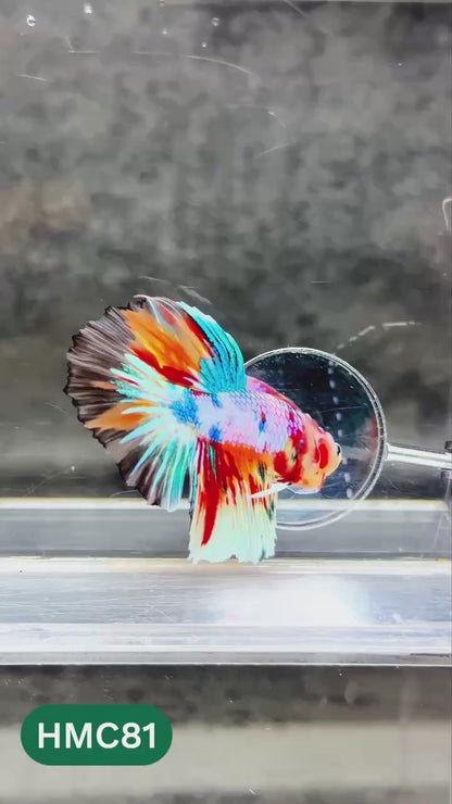 Multicolor Halfmoon Male Betta Fish | High Grade | Order Directly From Farm |  You Pick Fish |
