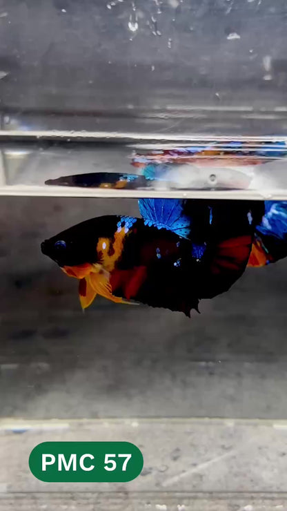 Multicolor Plakat Male Betta Fish |Show Grade|  You Pick Fish