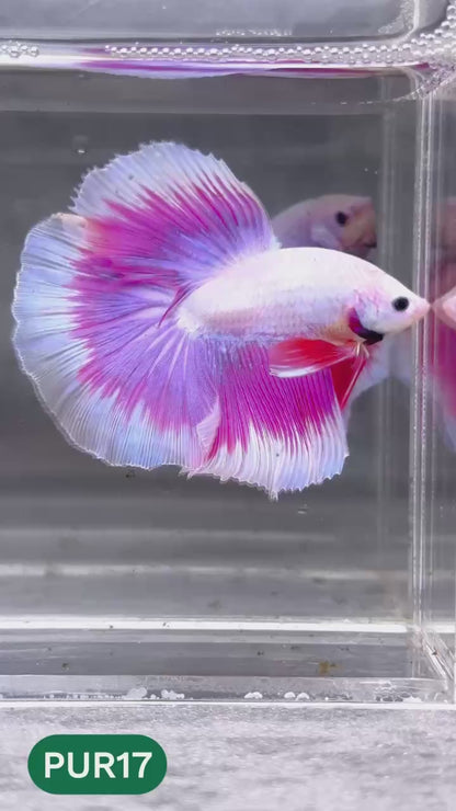 Purple Halfmoon Male Betta Fish | You Pick Fish | Order Directly From Farm