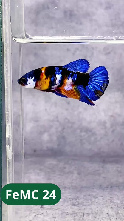 Multicolor Female Betta Fish | You Pick Fish | High Grade