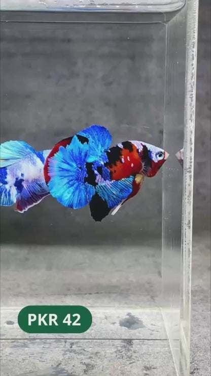 Multicolor Yellow Base Plakat Male Betta Fish | Order Directly From Farm |  You Pick Fish