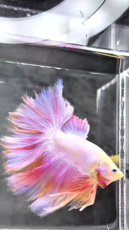 Pink Halfmoon Male Betta Fish | You Pick Fish | Order Directly From Farm