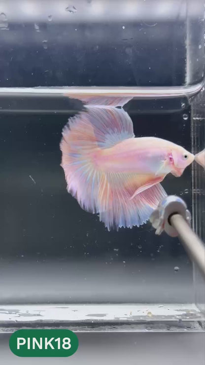 Pink Halfmoon Male Betta Fish | You Pick Fish | Order Directly From Farm