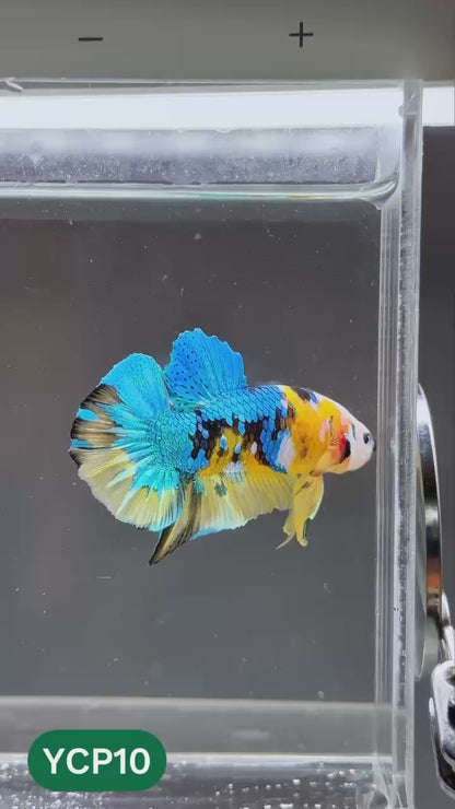 Koi Yellow Plakat Male Betta Fish | Show Grade | You Pick Fish