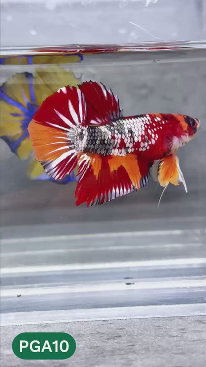 King Giant Plakat Male Betta Fish | You Pick Fish | High Grade