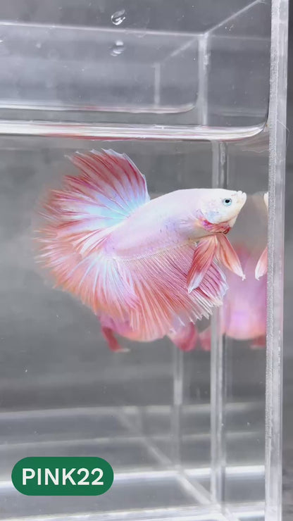 Pink Halfmoon Male Betta Fish | You Pick Fish | Order Directly From Farm