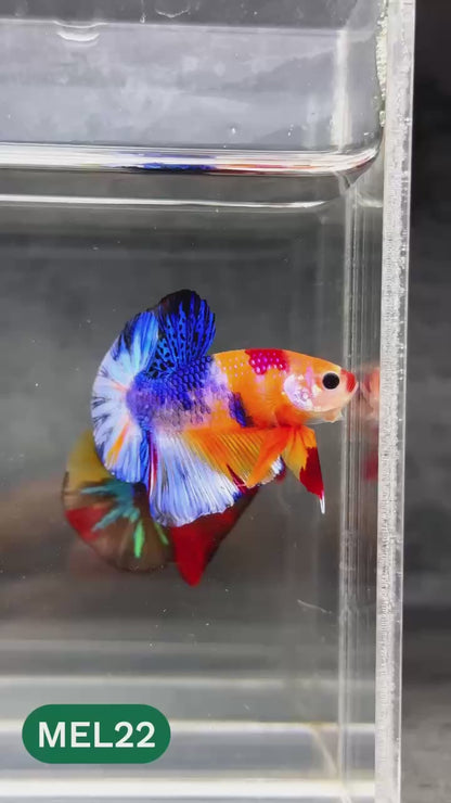 Metallic Plakat Betta Fish | You Pick Betta | Show Grade