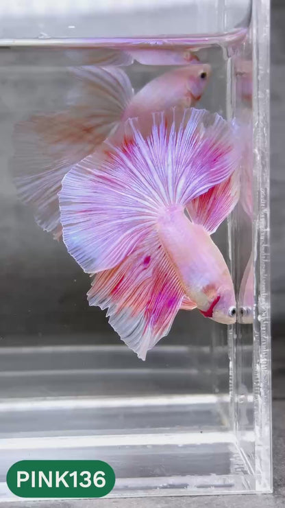 Pink Halfmoon Male Betta Fish | You Pick Fish | Order Directly From Farm