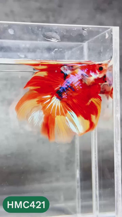 Multicolor Halfmoon Male Betta Fish | Order Directly From Farm | You Pick Fish