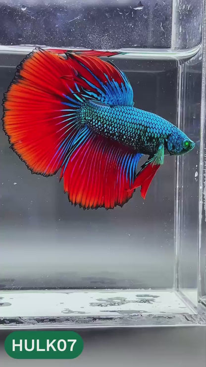 Black Hulk Halfmoon Male Betta Fish | You Pick Fish