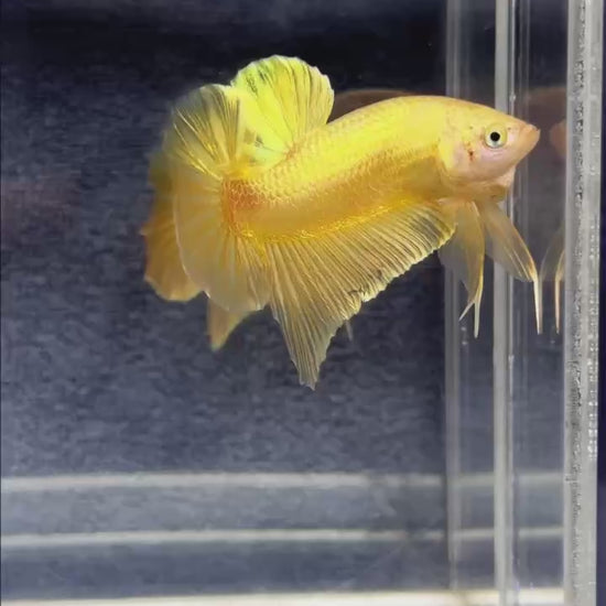 Super Gold Plakat Male Betta Fish