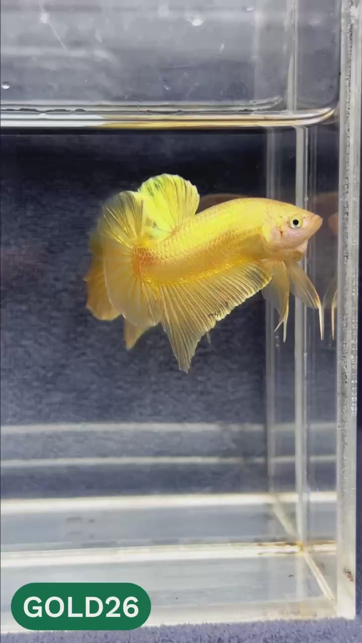 Super Gold Plakat Male Betta Fish