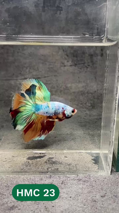 Multicolor Halfmoon Male Betta Fish | High Grade | Order Directly From Farm |  You Pick Fish |