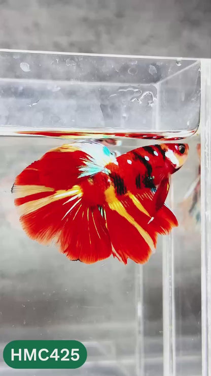 Multicolor Halfmoon Male Betta Fish | Order Directly From Farm | You Pick Fish