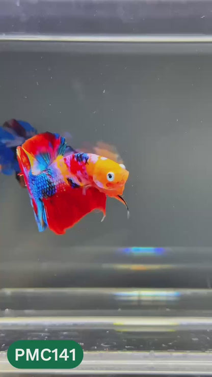 Multicolor Plakat Male Betta Fish |Show Grade|  You Pick Fish