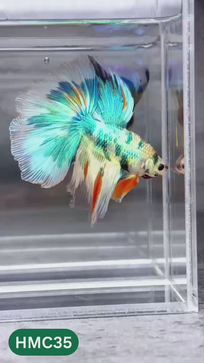 Multicolor Halfmoon Male Betta Fish | High Grade | Order Directly From Farm |  You Pick Fish |