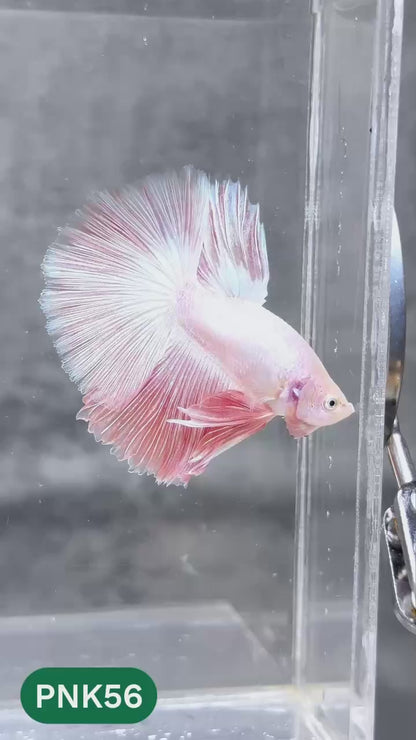 Pink Halfmoon Male Betta Fish | You Pick Fish | Order Directly From Farm