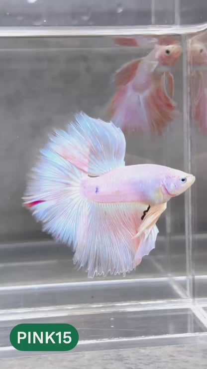 Pink Halfmoon Male Betta Fish | You Pick Fish | Order Directly From Farm