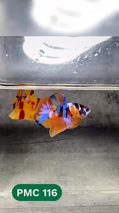 Multicolor Plakat Male Betta Fish |Show Grade|  You Pick Fish