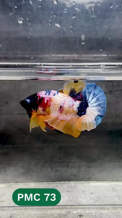 Multicolor Plakat Male Betta Fish |Show Grade|  You Pick Fish