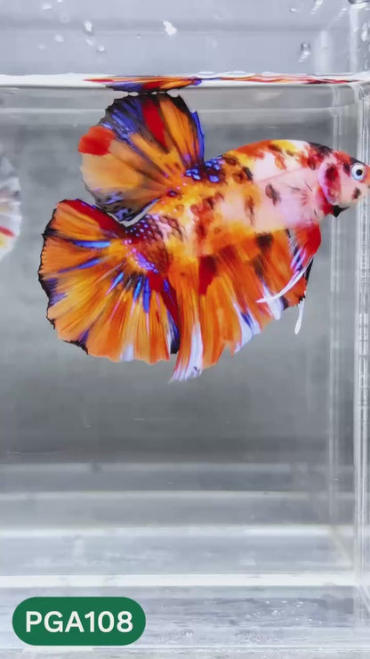 King Giant Plakat Male Betta Fish | You Pick Fish | High Grade