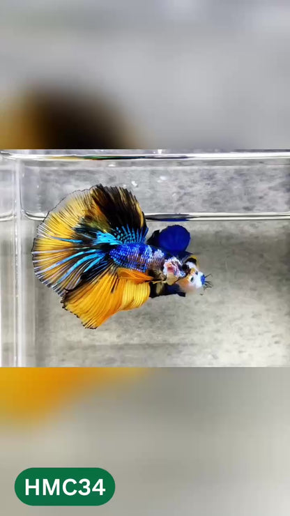 Multicolor Halfmoon Male Betta Fish | High Grade | Order Directly From Farm |  You Pick Fish |