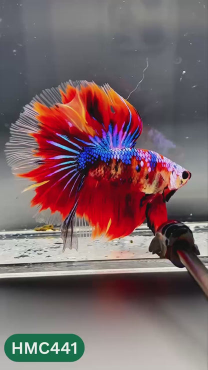 Nemo Halfmoon Male Betta Fish | Order Directly From Farm | You Pick Fish