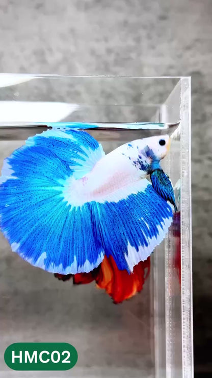 Multicolor Halfmoon Male Betta Fish | High Grade | Order Directly From Farm |  You Pick Fish |