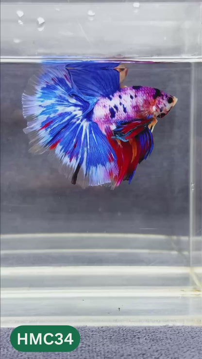 Multicolor Halfmoon Male Betta Fish | Order Directly From Farm | You Pick Fish
