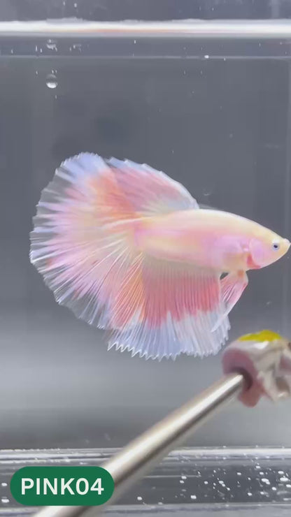 Pink Halfmoon Male Betta Fish | You Pick Fish | Order Directly From Farm