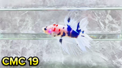 Crowntail Multicolor Male Betta Fish | High Grade | You Pick Fish |