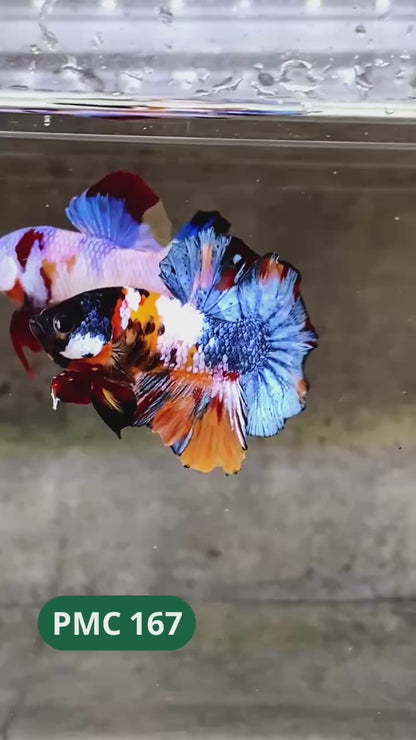 Multicolor Plakat Male Betta Fish |Show Grade|  You Pick Fish