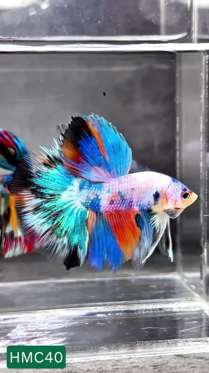 Multicolor Halfmoon Male Betta Fish | High Grade | Order Directly From Farm |  You Pick Fish |
