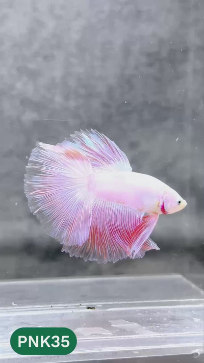Pink Halfmoon Male Betta Fish | You Pick Fish | Order Directly From Farm