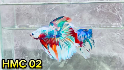 Multicolor Halfmoon Male Betta Fish | High Grade | Order Directly From Farm|  You Pick Fish |