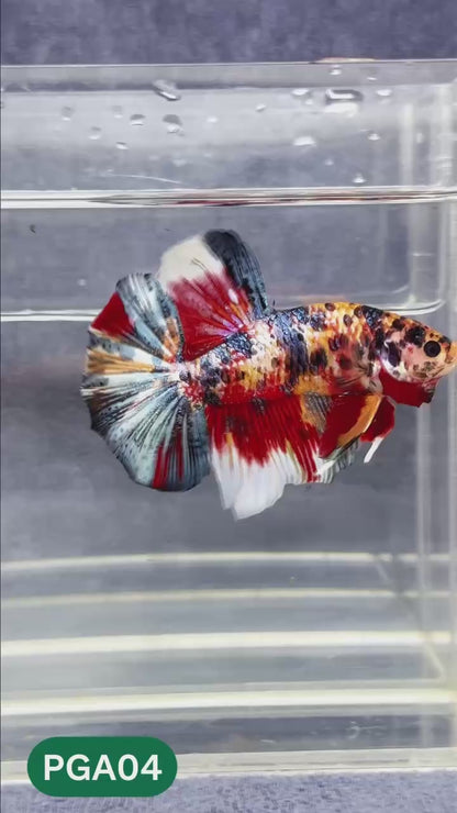 King Giant Plakat Male Betta Fish | You Pick Fish | High Grade