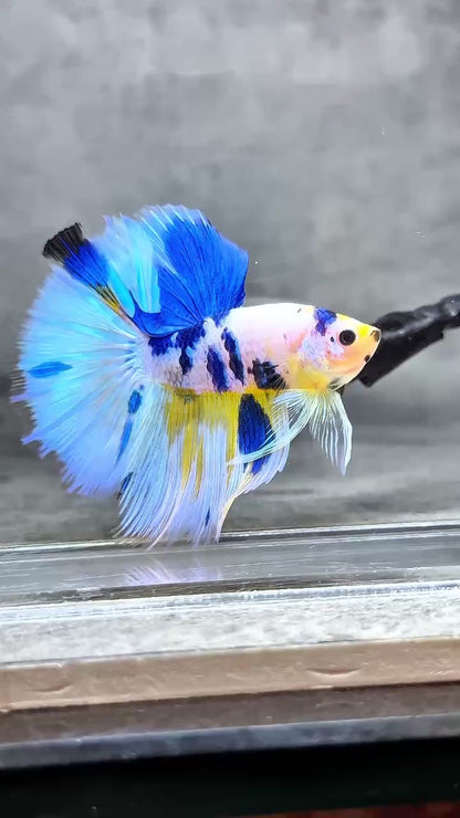 Multicolor Halfmoon Male Betta Fish | High Grade | Order Directly From Farm |  You Pick Fish |