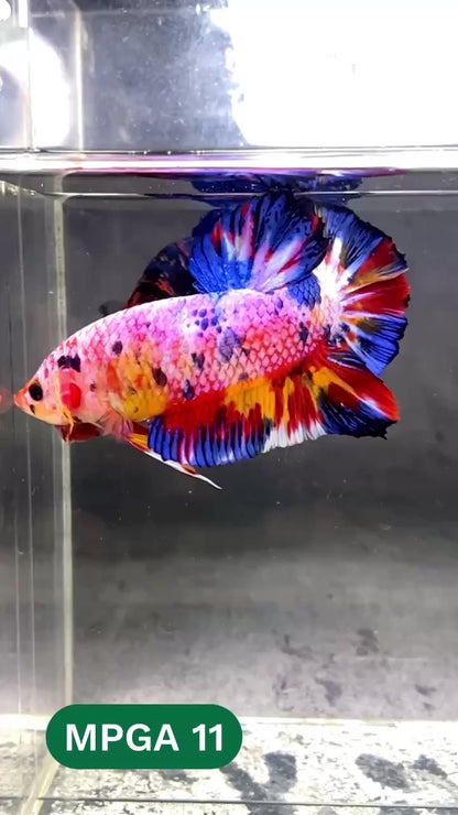 King Giant Plakat Male Betta Fish | You Pick Fish | High Grade