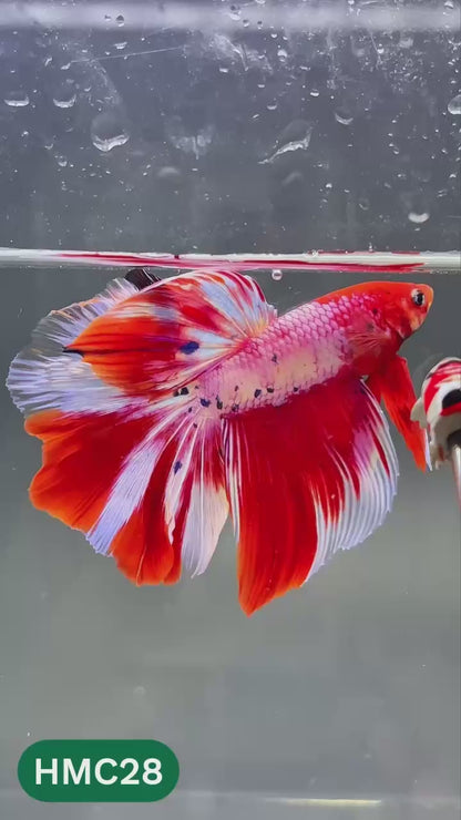 Multicolor Halfmoon Male Betta Fish | High Grade | Order Directly From Farm |  You Pick Fish |