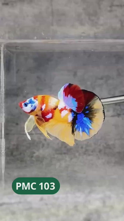 Multicolor Plakat Male Betta Fish |Show Grade|  You Pick Fish