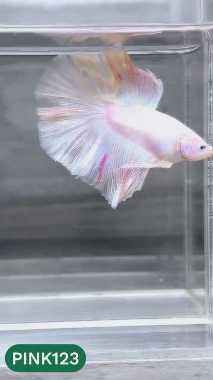 Pink Halfmoon Male Betta Fish | You Pick Fish | Order Directly From Farm