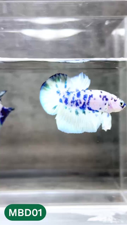 Blue Marble Dot Plakat Male Betta Fish | You Pick Fish