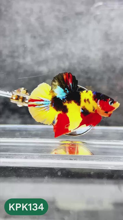 Multicolor Yellow Base Plakat Male Betta Fish | Order Directly From Farm |  You Pick Fish