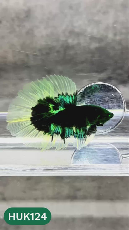 Black Hulk Halfmoon Male Betta Fish | You Pick Fish
