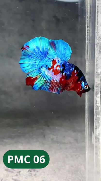 Multicolor Plakat Male Betta Fish |Show Grade|  You Pick Fish