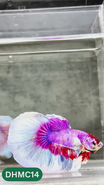 Multicolor Halfmoon Male Betta Fish | High Grade | Order Directly From Farm |  You Pick Fish |