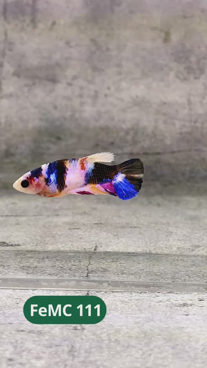 Multicolor Female Betta Fish | You Pick Fish | High Grade