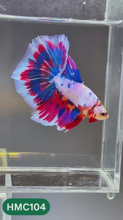 Multicolor Halfmoon Male Betta Fish | Order Directly From Farm | You Pick Fish