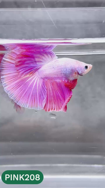Pink Halfmoon Male Betta Fish | You Pick Fish | Order Directly From Farm