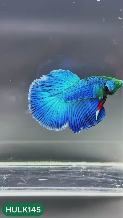 Black Hulk Halfmoon Male Betta Fish | You Pick Fish